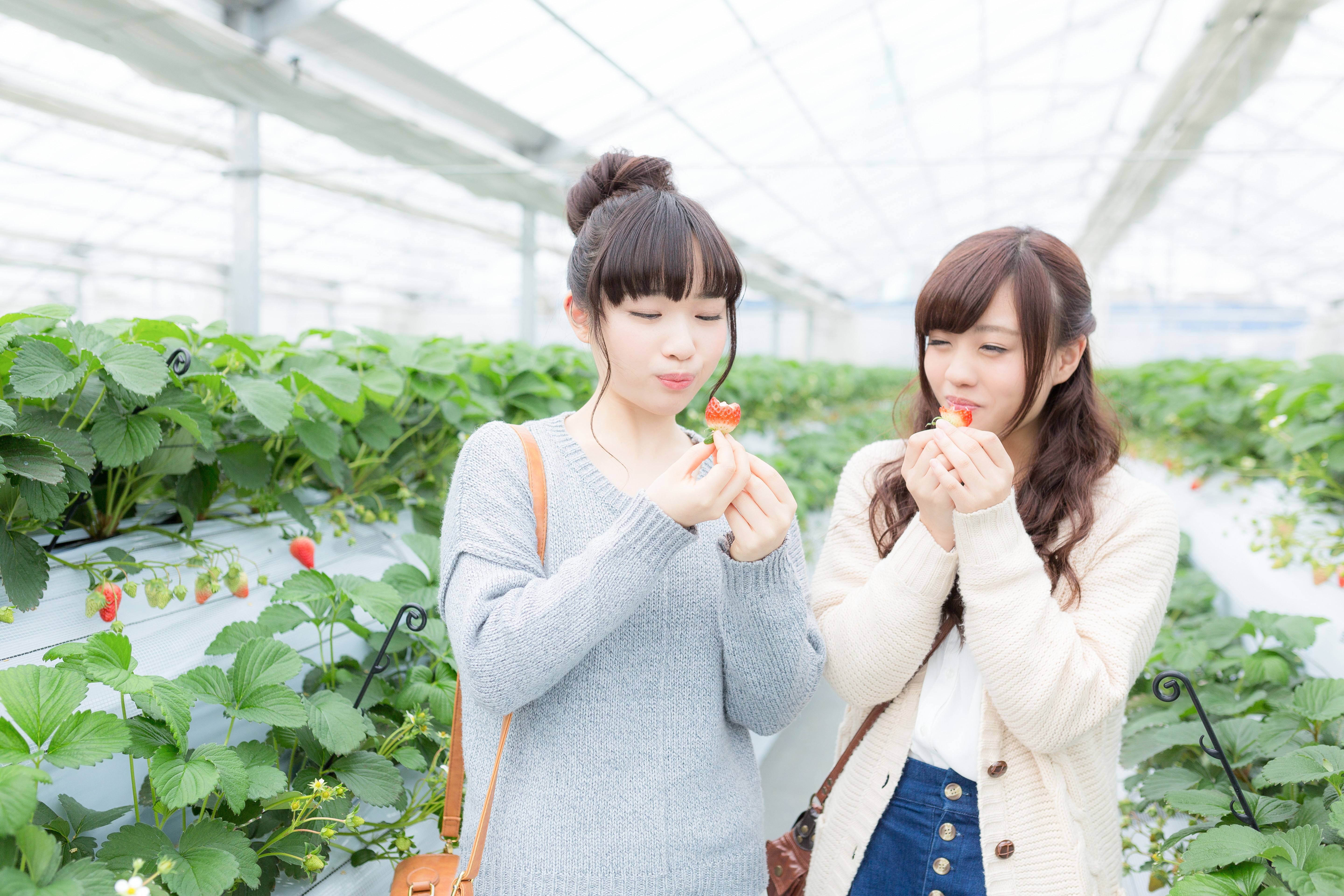 いちご狩り